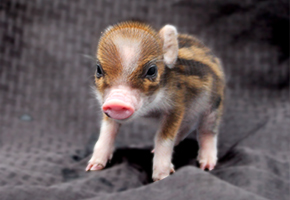 Rare Striped Mini Piglet