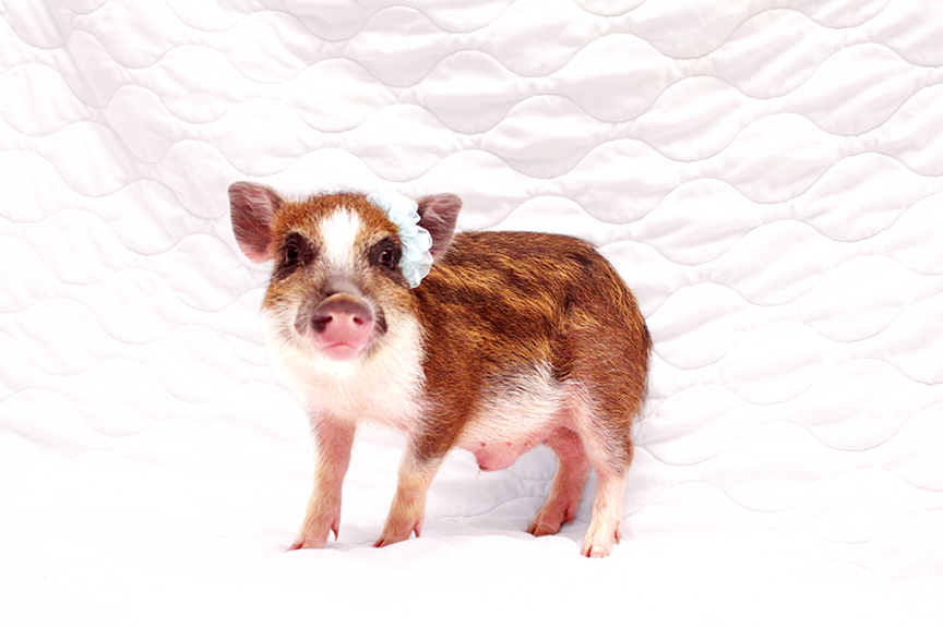 Swanky Pigs Available Mini Pigs For Sale